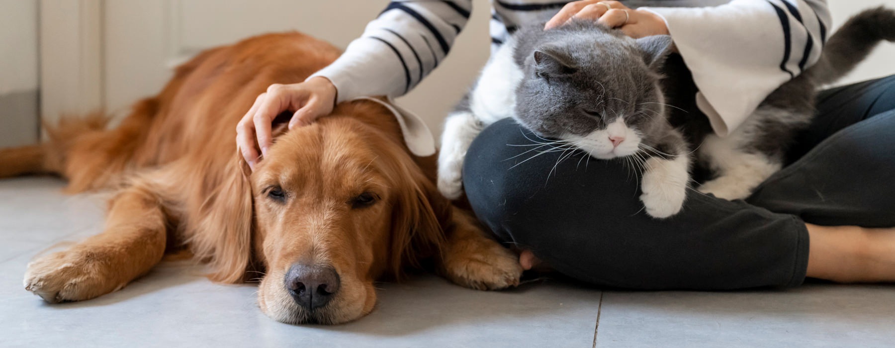 a woman petting a dog and holding a cat
