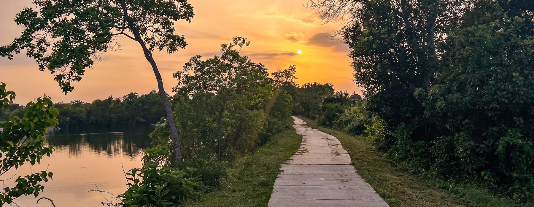 a path with trees and grass on the side
